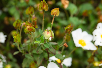 Obraz premium Sage Leaved Rock Rose Calyces in Springtime