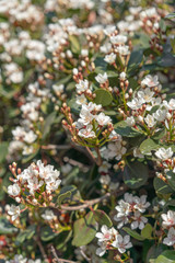blooming bird cherry tree in spring