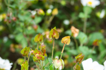 Sage Leaved Rock Rose Calyces in Springtime
