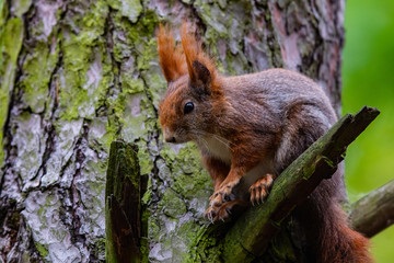 Wiewiórka na drzewie