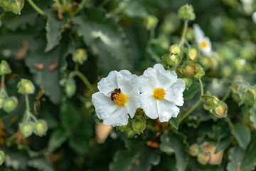 Obraz premium white flower in the garden