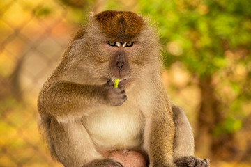 wild monkey at the mangrove of Langkawi, Malaysia