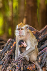 wild monkey at the mangrove of Langkawi, Malaysia