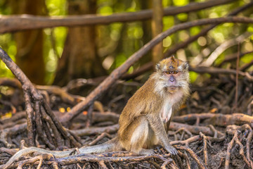 wild monkey at the mangrove of Langkawi, Malaysia