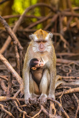 wild monkey at the mangrove of Langkawi, Malaysia