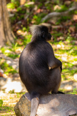 Portrait Silvered leaf monkey (Trachypithecus cristatus) or Silvery lutung (silver leaf monkey). Silvery langur Malaysia