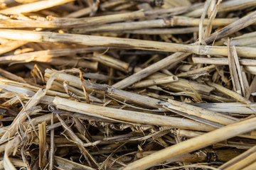 Close up of dry straw background texture