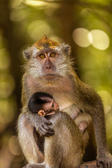 wild monkey at the mangrove of Langkawi, Malaysia
