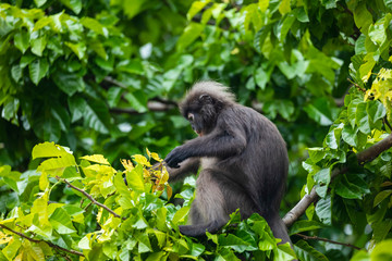 Naklejka na ściany i meble langur monkey wildlife sitting in a tree