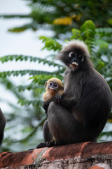 Obraz premium Family of dusky leaf monkey or spectacled langur with yellow baby monkey sitting on the roof. Trachypithecus obscurus