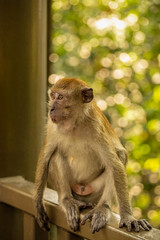 Long tailed Macaque in Malaysia