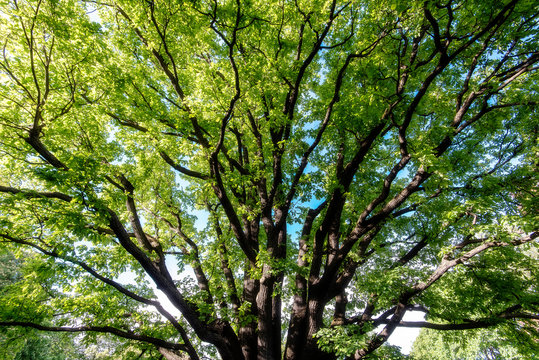 Oak Tree in a Park, Old Oak Tree © Savvapanf Photo ©