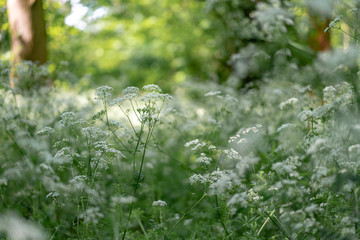 background of green grass with small white flowers