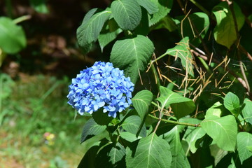 Flower at Hadimba Temple, Garden