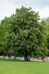 Aesculus hippocastanum Roßkastanie