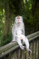 Balinese long tailed monkey