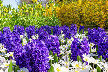 This purple hyacinths are in great contrast with the white glory-of-the-snow, yellow Fritillaria imperialis and the yellow forsythia
