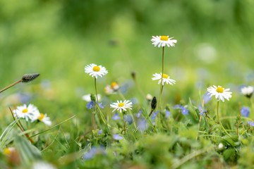 field of daisies in the forest