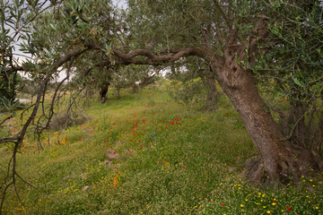 View into an Olive orchard with a beautiful undergrowth of grasses, Poppies and other flowers