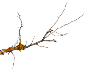 A branch of old dry wood is covered with a yellow lichen. Isolated on a white background.