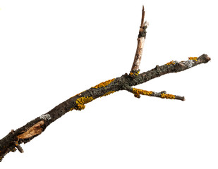 A branch of old dry wood is covered with a yellow lichen. Isolated on a white background.