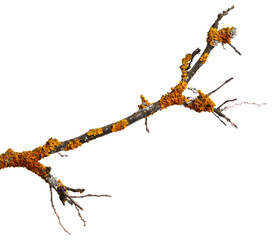A branch of old dry wood is covered with a yellow lichen. Isolated on a white background.
