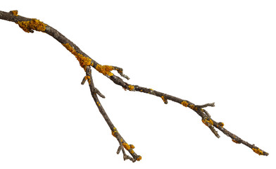 A branch of old dry wood is covered with a yellow lichen. Isolated on a white background.