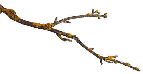 A branch of old dry wood is covered with a yellow lichen. Isolated on a white background.