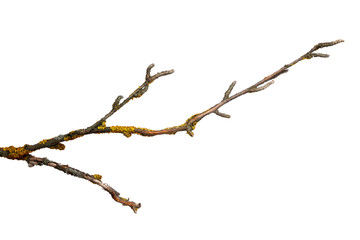 A branch of old dry wood is covered with a yellow lichen. Isolated on a white background.