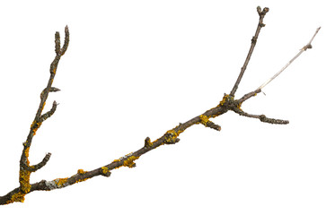 A branch of old dry wood is covered with a yellow lichen. Isolated on a white background.