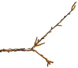 A branch of old dry wood is covered with a yellow lichen. Isolated on a white background.