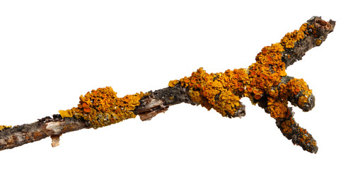 A branch of old dry wood is covered with a yellow lichen. Isolated on a white background.