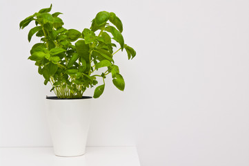 Basil herb as home decoration