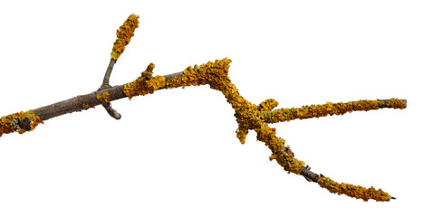 A branch of old dry wood is covered with a yellow lichen. Isolated on a white background.