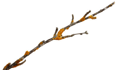 A branch of old dry wood is covered with a yellow lichen. Isolated on a white background.