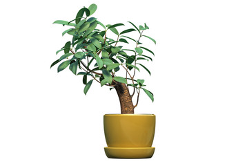 3D render of gorgeous indoor plant isolated on white