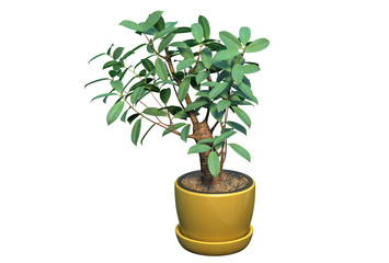 3D render of gorgeous indoor plant isolated on white