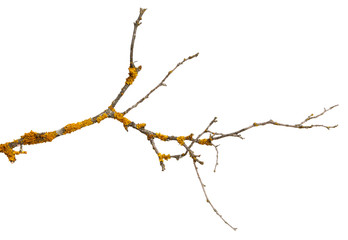 A branch of old dry wood is covered with a yellow lichen. Isolated on a white background.