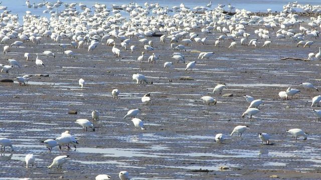 oies des neiges