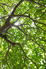 forest tree. nature green wood with sunlight .