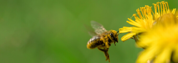 Bee flying to a dandelion blossom to collect pollen fo honey