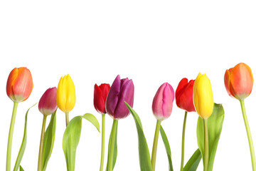 Beautiful bright tulips on white background. Spring flowers