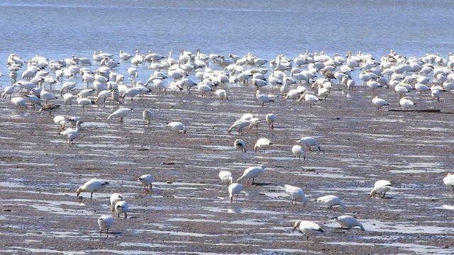 oies des neiges