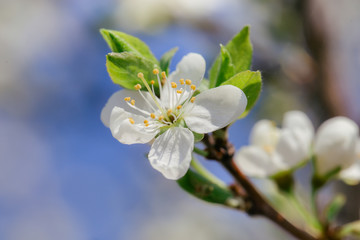 Flower of cherry wood.