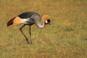 Grey crowned grey-crowned crane bird Balearica regulorum family Gruidae Masai Mara National Reserve Kenya East Africa copy space