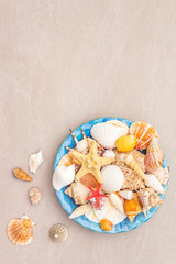 Seashells summer background