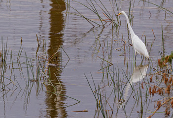 Great egret, bird, Ardea alba, common egret wading in water with full mirror reflection Lake Nakuru National Park Kenya East Africa copy space Kenya safari