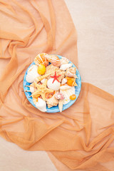 Seashells summer background