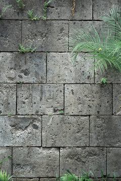 Vertical view of a concrete block wall with green plants growing on it