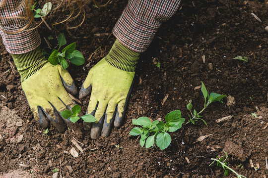 Gardener plants herbs in garden soil